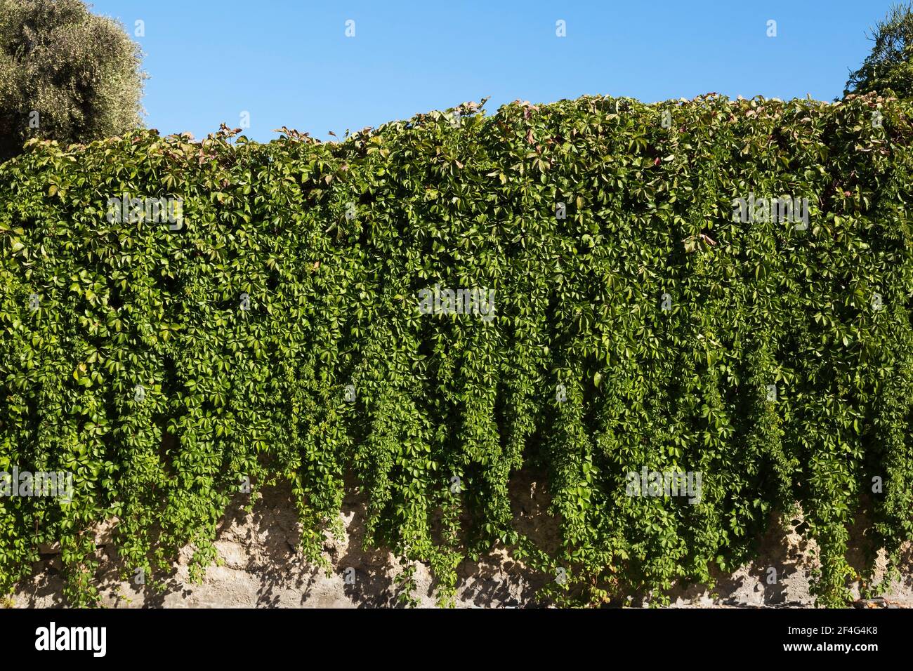 Gesund aussehende Kletterei Vitis - Weinreben, die eine Steinwand hinunterstürzen Stockfoto