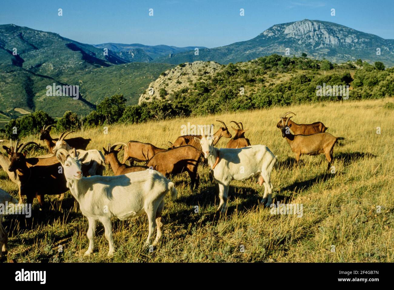 Ziegenherde für Ziegen Milchkäse die Pyrenäen 1980 Stockfoto