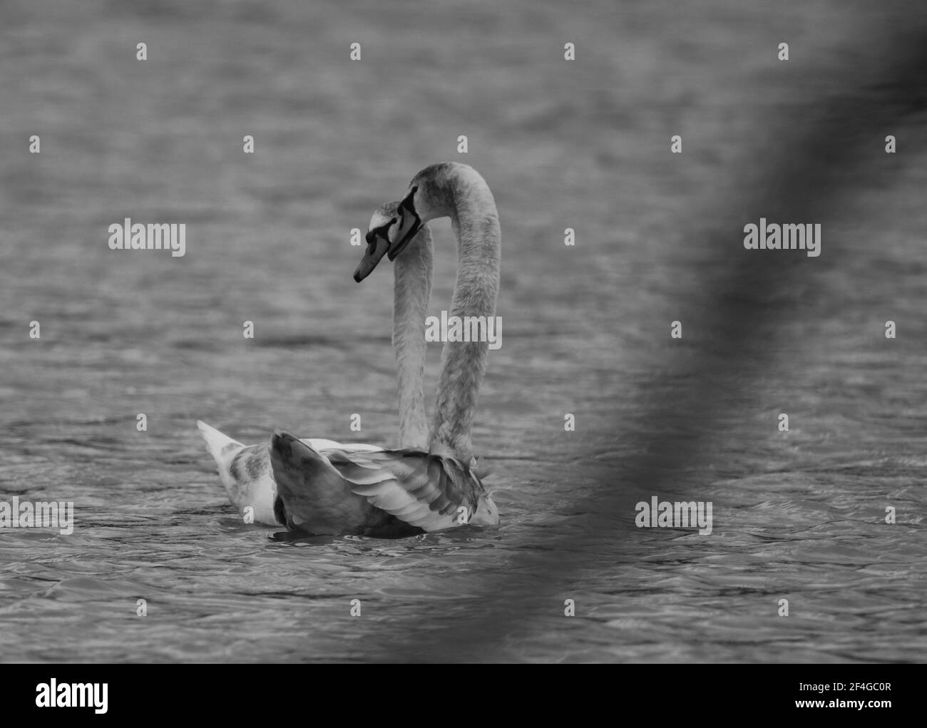 Eine Nahaufnahme von wunderschönen Schwanen, die in einem See schwimmen Stockfoto
