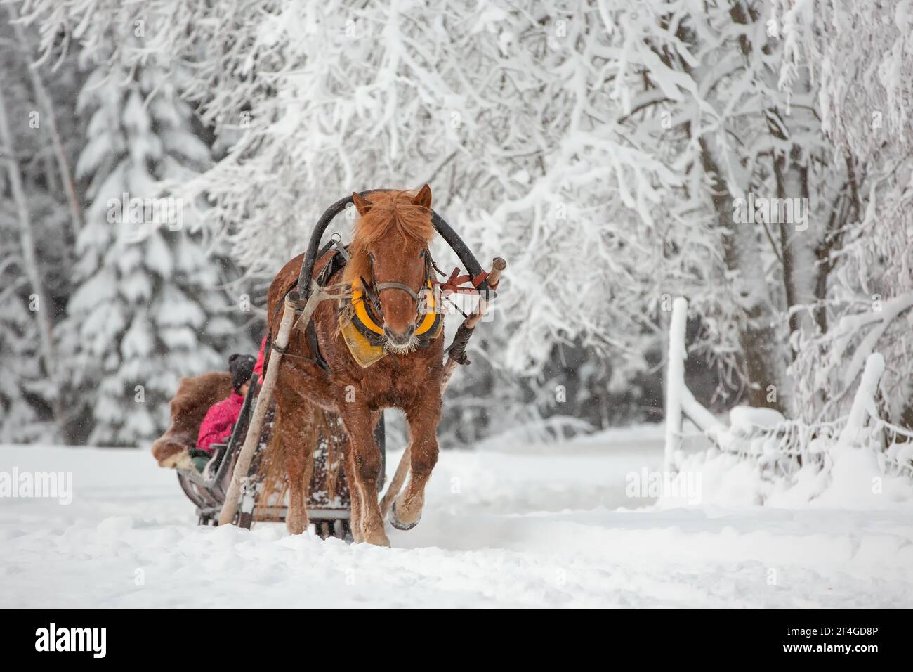 Ein schönes braunes Pferd, das Schlitten im verschneiten Wald trägt Im Winter Stockfoto