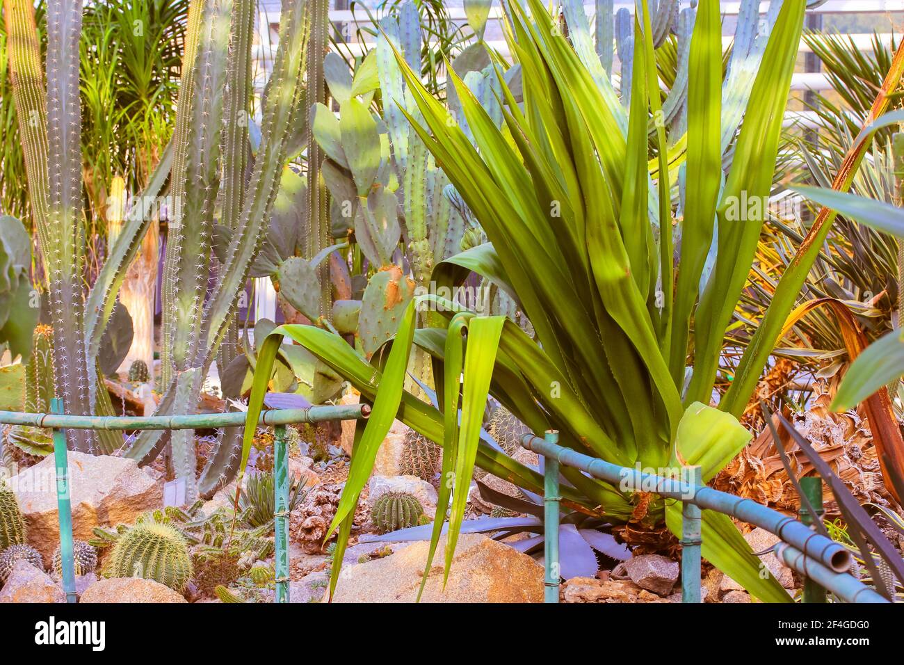 Gruppe von dekorativen Kakteen Sukkulenten Agave im Gewächshaus im tropischen botanischen Garten zwischen den massiven Steinen. Ein Wintergarten Gewächshaus. Stockfoto