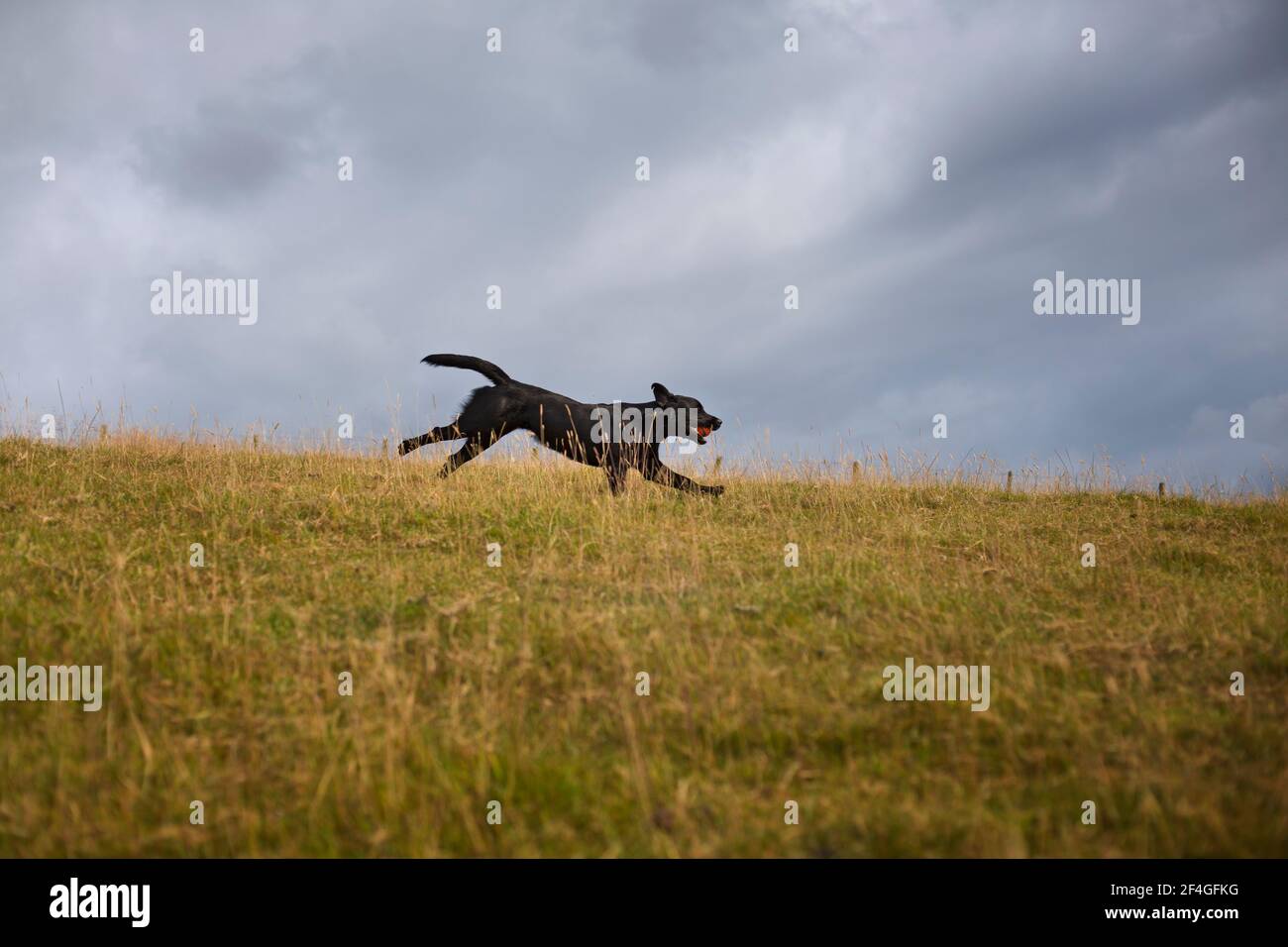 Schwarze Labrador läuft Stockfoto