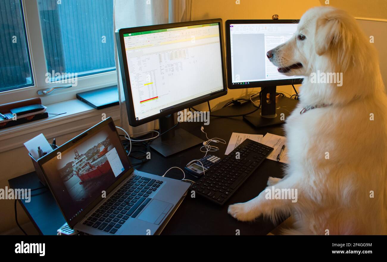 Hund arbeitet am Computer - Arbeit von zu Hause conecpt Lustig Stockfoto