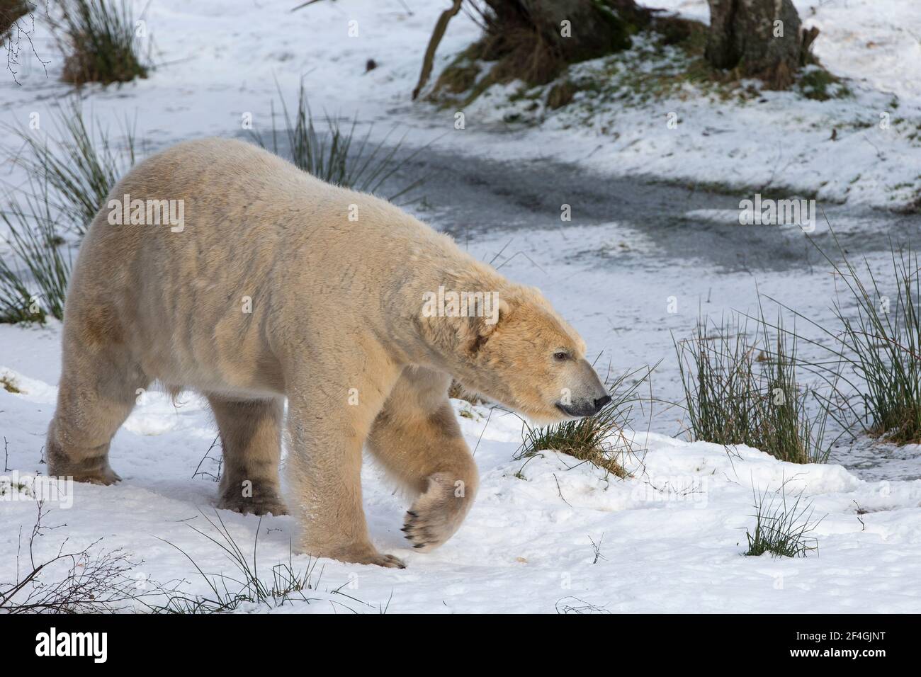 Eisbär (Ursus Maritimus) männlich, Gefangenschaft, Highland Wildlife Park, Kingussie, Scotland, UK Stockfoto