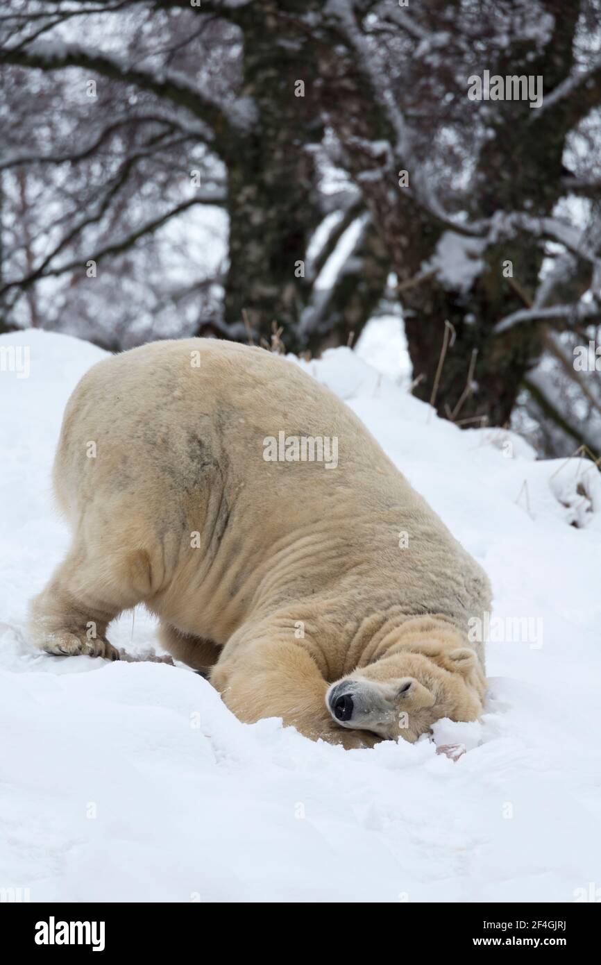 Eisbär (Ursus Maritimus) männlich, Gefangenschaft, Highland Wildlife Park, Kingussie, Scotland, UK Stockfoto