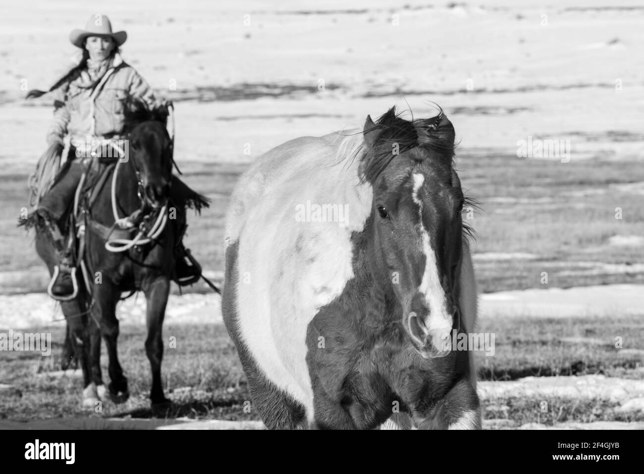 USA, Colorado, Westcliffe, Music Meadows Ranch. Weibliche Ranchhand in typischer westlicher Ranchkleidung. Modell Freigegeben. S/W Stockfoto