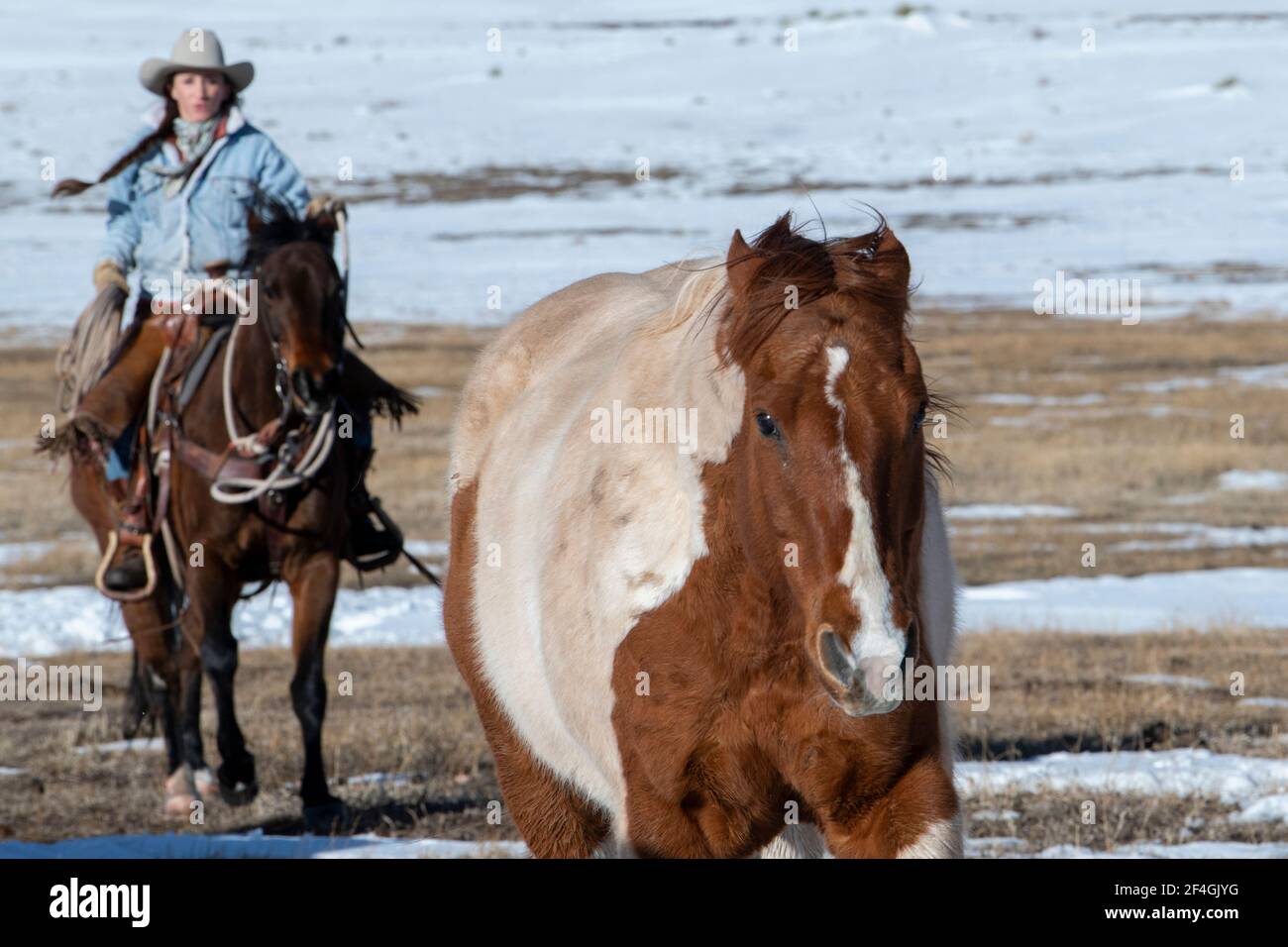 USA, Colorado, Westcliffe, Music Meadows Ranch. Weibliche Ranchhand in typischer westlicher Ranchkleidung. Modell Freigegeben. Stockfoto