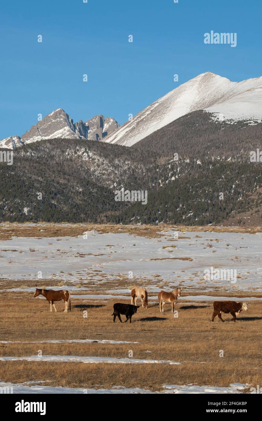USA, Colorado, Westcliffe, Music Meadows Ranch. Ranch Vieh (Pferde und Rinder) mit Rocky Mountains in der Ferne. Stockfoto