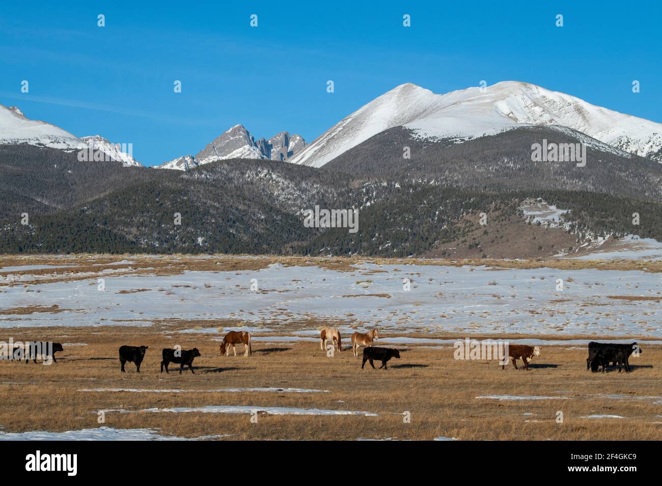 USA, Colorado, Westcliffe, Music Meadows Ranch. Ranch Vieh (Pferde und Rinder) mit Rocky Mountains in der Ferne. Stockfoto