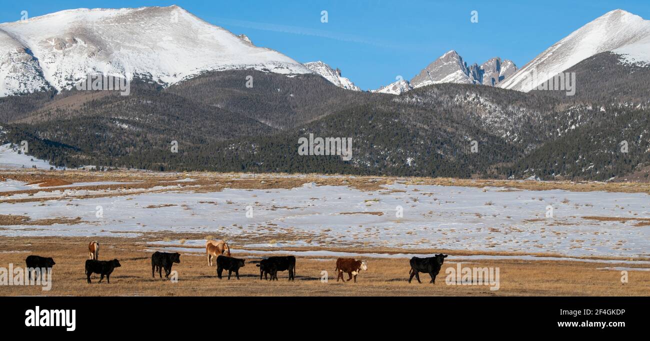 USA, Colorado, Westcliffe, Music Meadows Ranch. Ranch Vieh (Pferde und Rinder) mit Rocky Mountains in der Ferne. Stockfoto