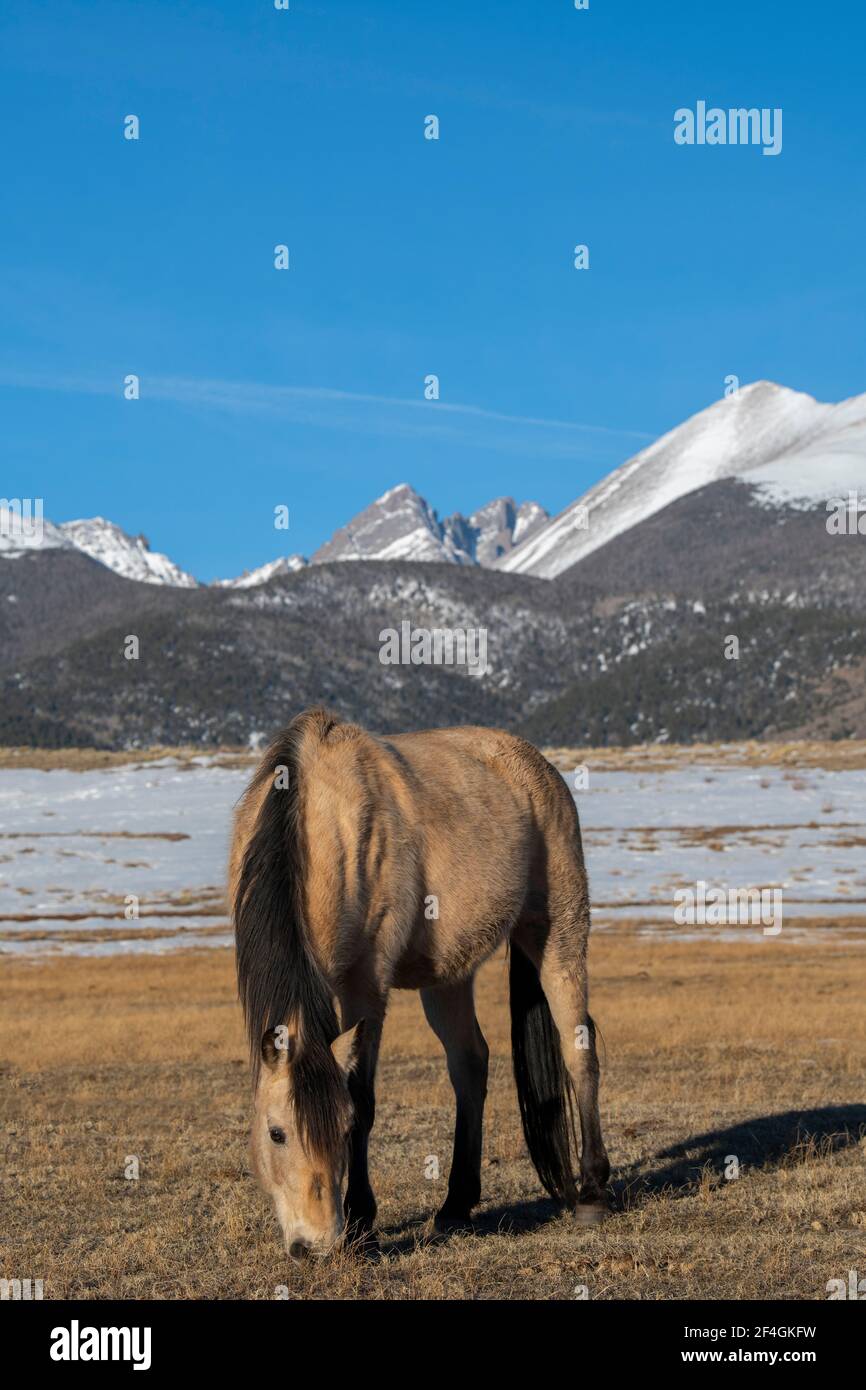 Buckskin Horse Stockfotos Und Bilder Kaufen Alamy