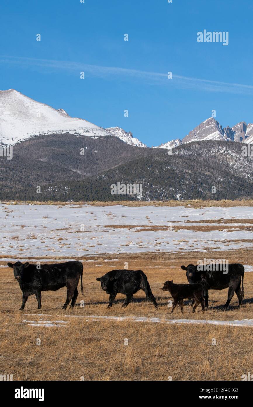 USA, Colorado, Westcliffe, Music Meadows Ranch. Angus Rinder mit Rocky Mountains in der Ferne. Stockfoto