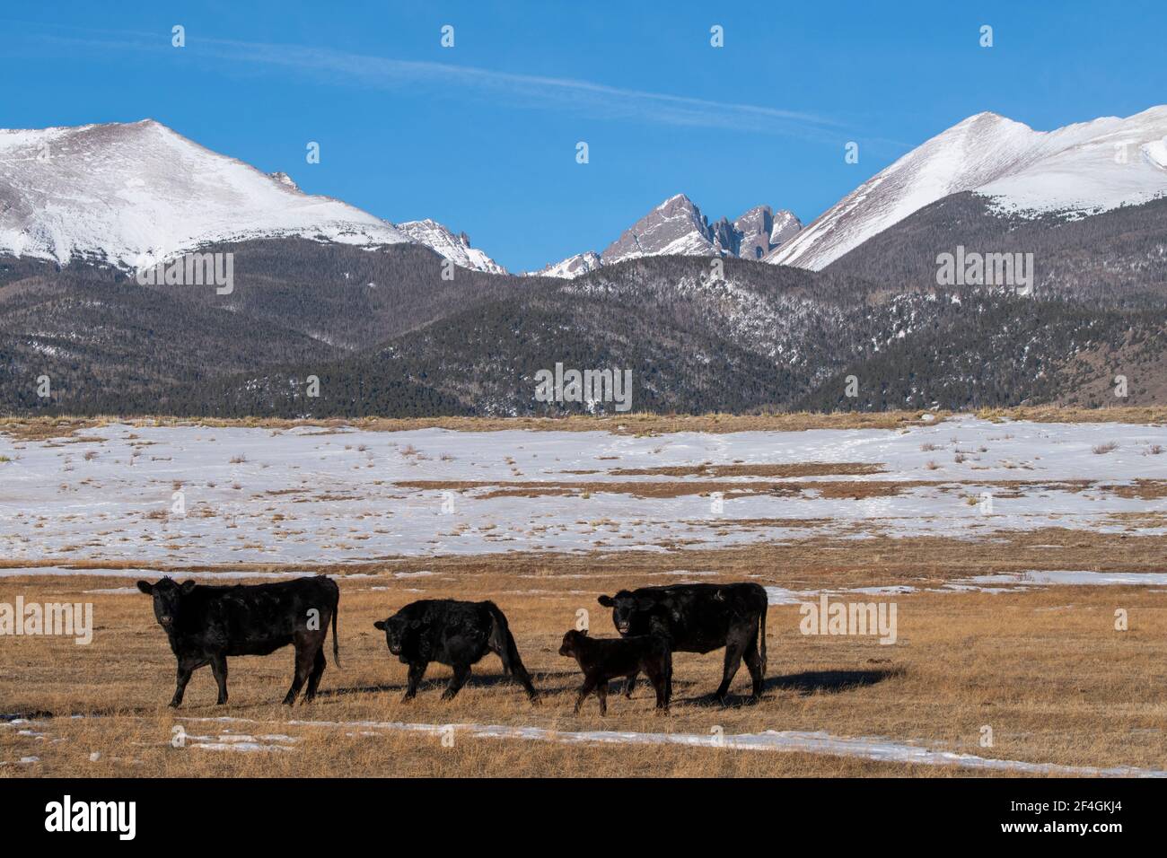 USA, Colorado, Westcliffe, Music Meadows Ranch. Angus Rinder mit Rocky Mountains in der Ferne. Stockfoto