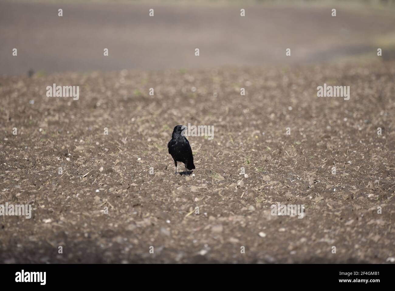 Aas Crow (Corvus corone) auf dem Boden in der Mitte von Staffordshire Farmland im Frühjahr, Kopf nach rechts gedreht Stockfoto