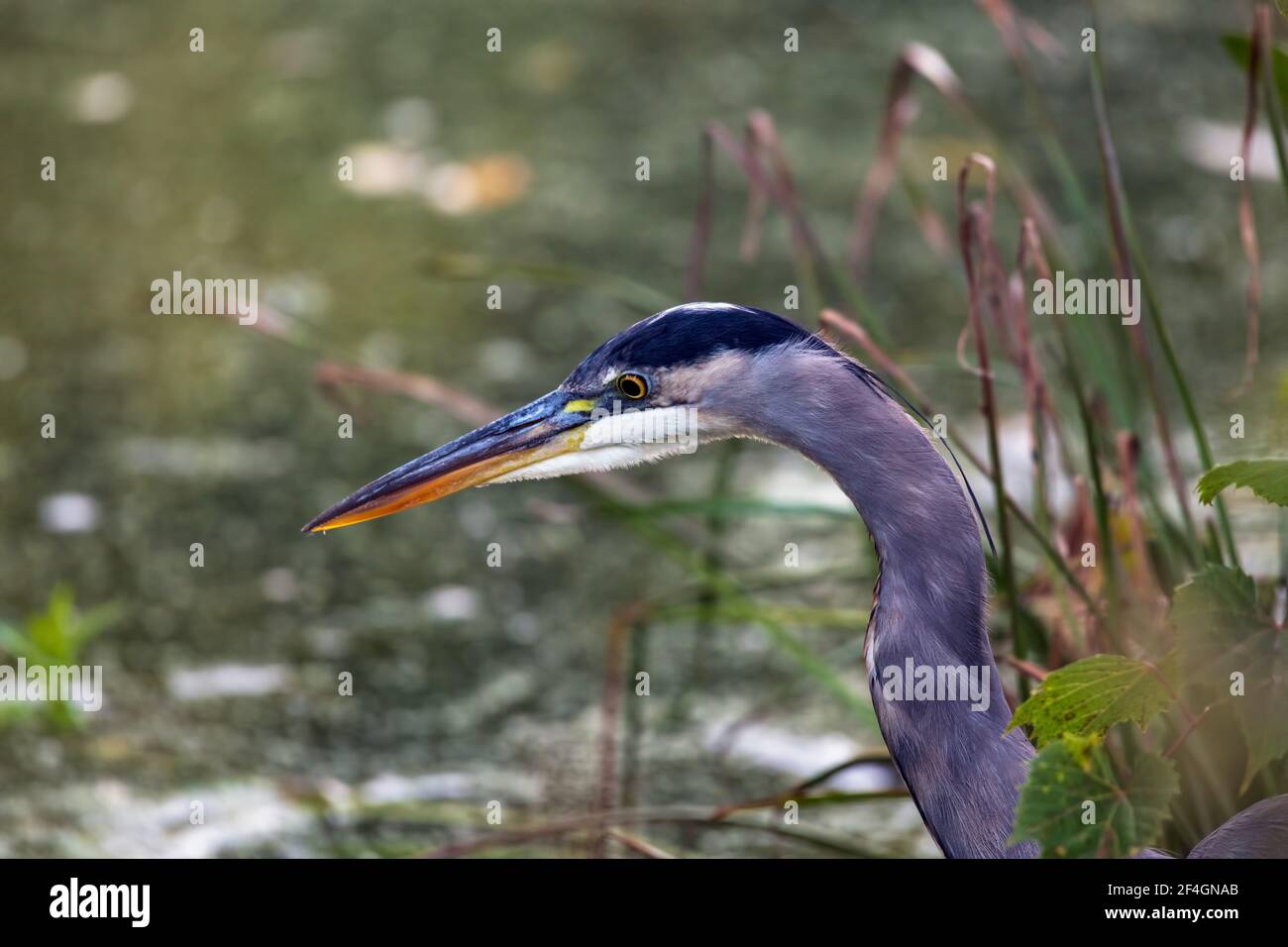 Nahaufnahme der Seitenansicht von A Great Blue Heron's Kopf, während es ins Wasser starrt, um nach Fischen zu suchen In Kanada Stockfoto