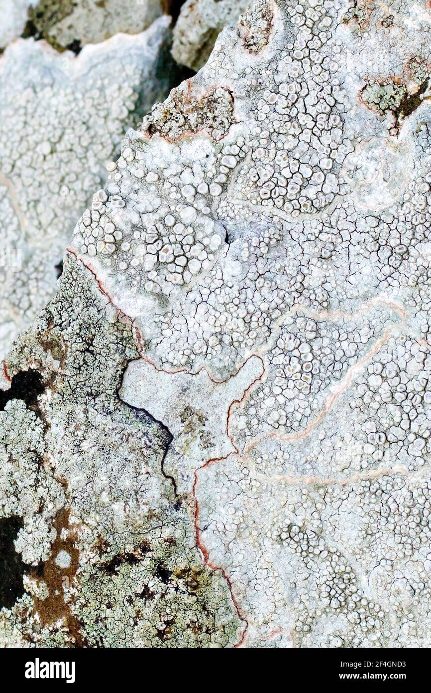 Nahaufnahme einer weißen Flechte, wahrscheinlich lecanora rupicola, umhüllend die oberen Ebenen des Mauerwerks einer alten Steinmauer. Stockfoto