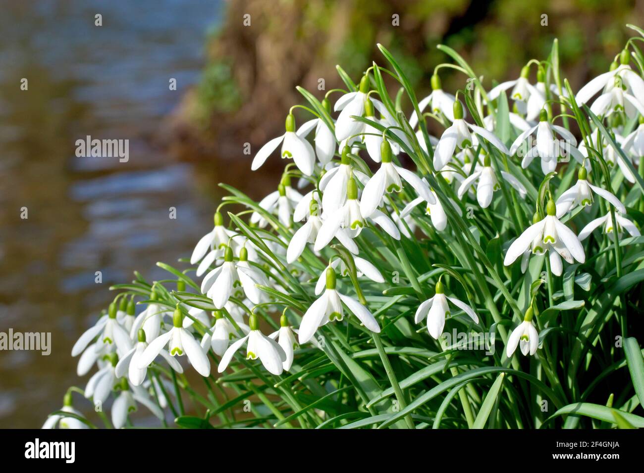 Schneeglöckchen (galanthus nivalis), Nahaufnahme eines großen Blüthen-Clusters, der am Ufer eines langsam fließenden Flusses bei Frühlingssonne wächst. Stockfoto