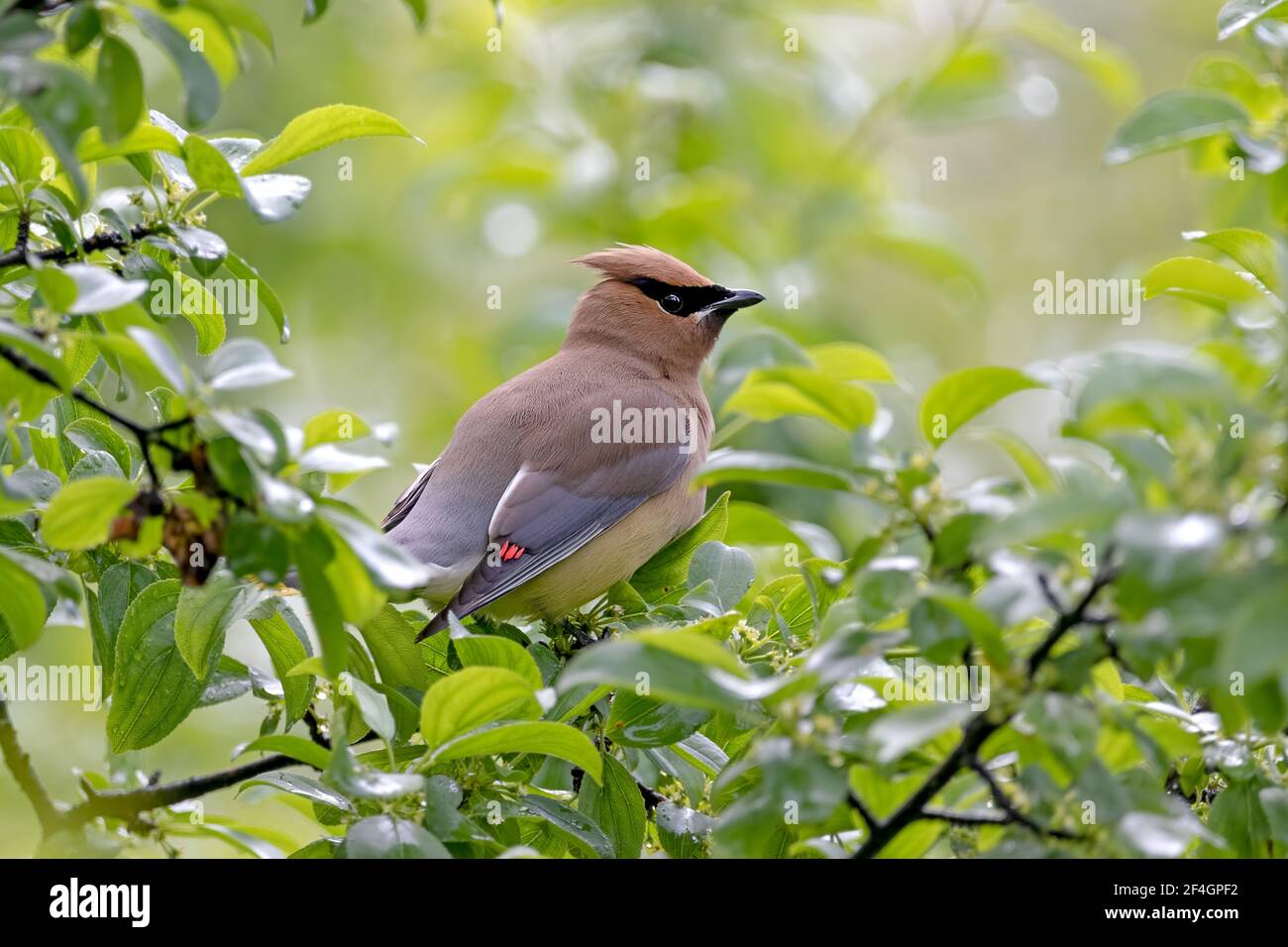 Zedernwachsflügel, der auf einem Zweig eines grünen, grünen Buschs mit hellgrünem Hintergrund thront. Im späten Frühling in Ottawa, Kanada. Stockfoto