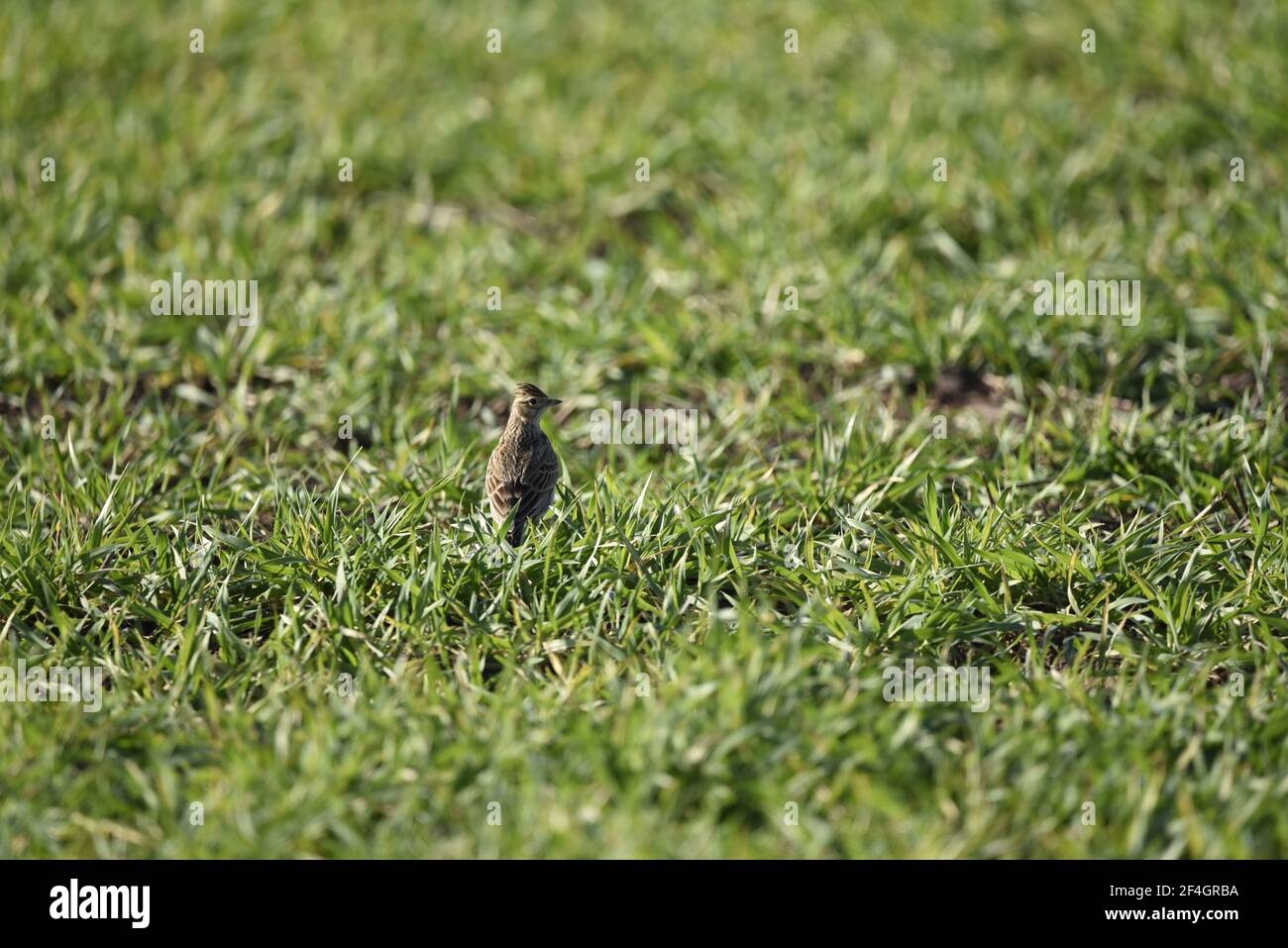 Eurasische Skylark, Alauda arvensis, Standing on Grass von hinten betrachtet mit Kopf nach rechts gedreht im Frühjahr in Großbritannien Stockfoto