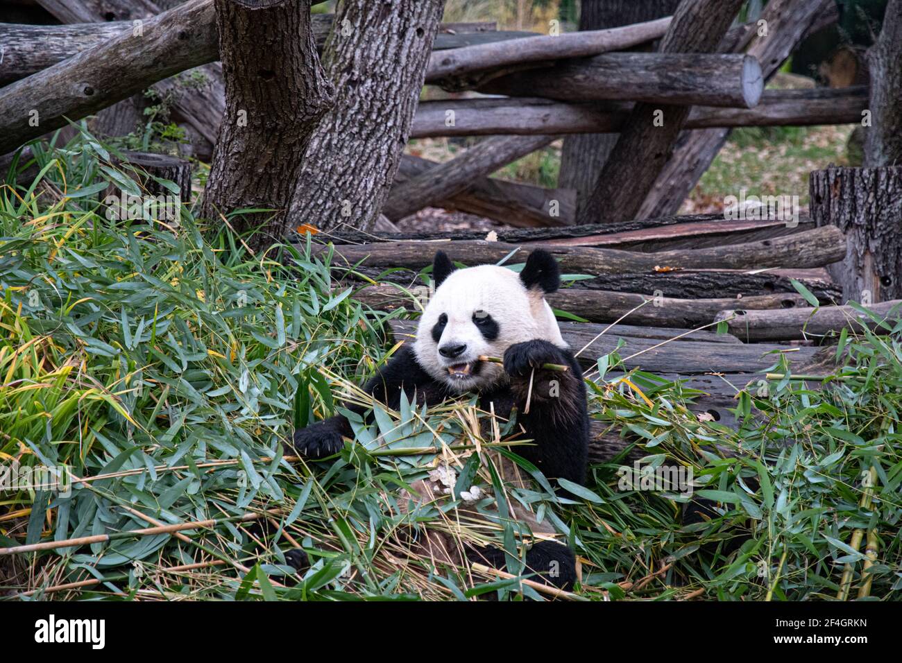 Netter Pandabär sitzt zwischen Bambuszweigen und hält Ast in Pfote, um durch starke Zähne zu beißen. Panda frisst Bambus in natürlichen Lebensräumen. Tier w Stockfoto