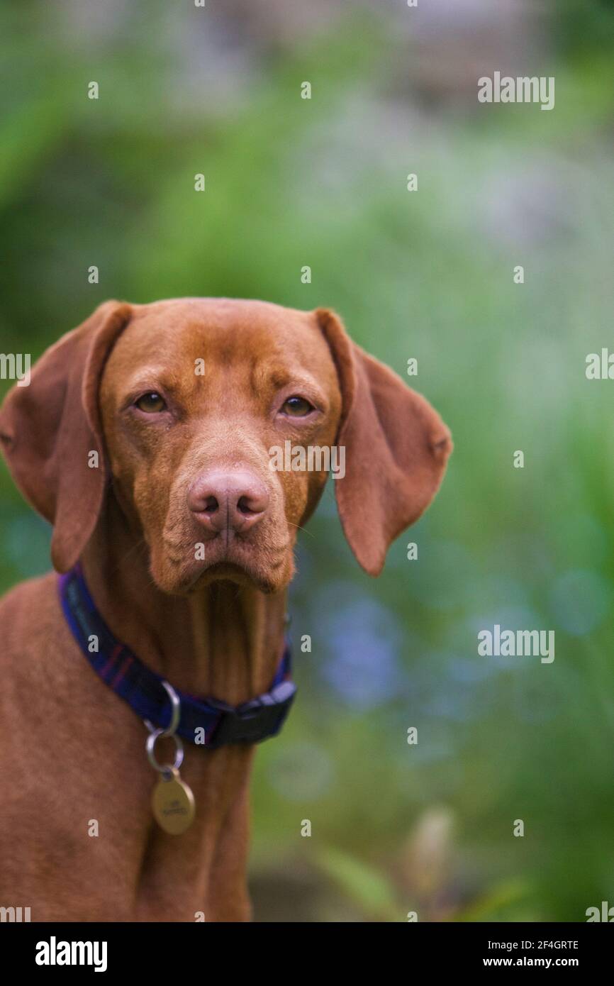 Kopfaufnahme des ungarischen Viszla in Wohngarten, England Stockfoto