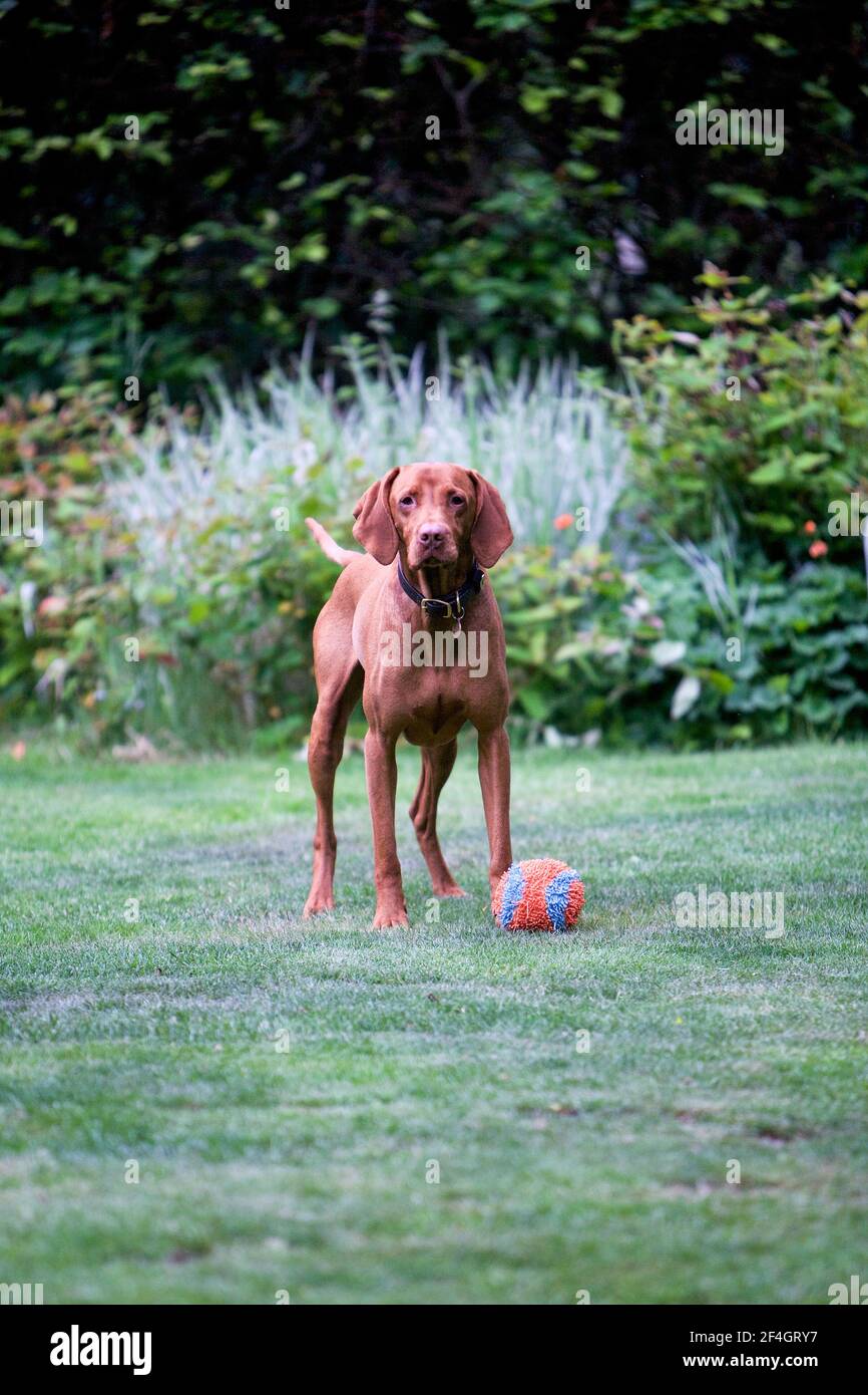 Ungarisch Viszla spielt mit Ball in Wohngarten, England Stockfoto