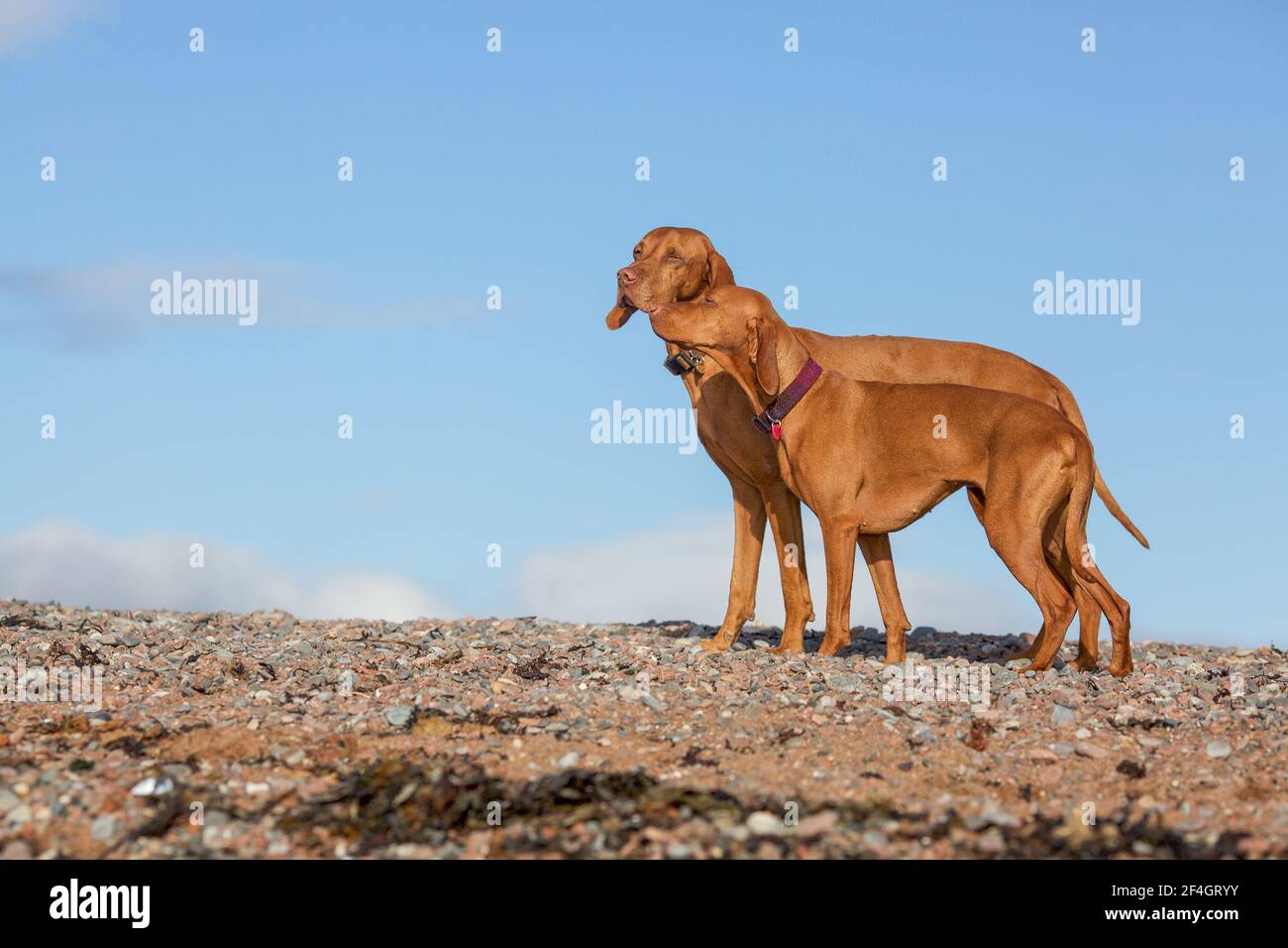 Zwei ungarische Viszlas am Fortrose Beach, Chanonry Point, Moray Firth, Schottland Stockfoto