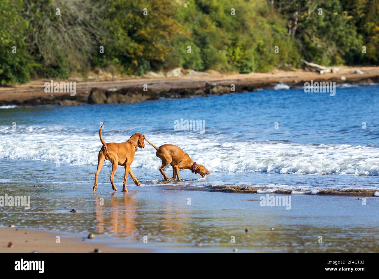 Ungarisch Viszlas spielt in der sae am Rosemarkie Beach, Fortrose, Schottland Stockfoto