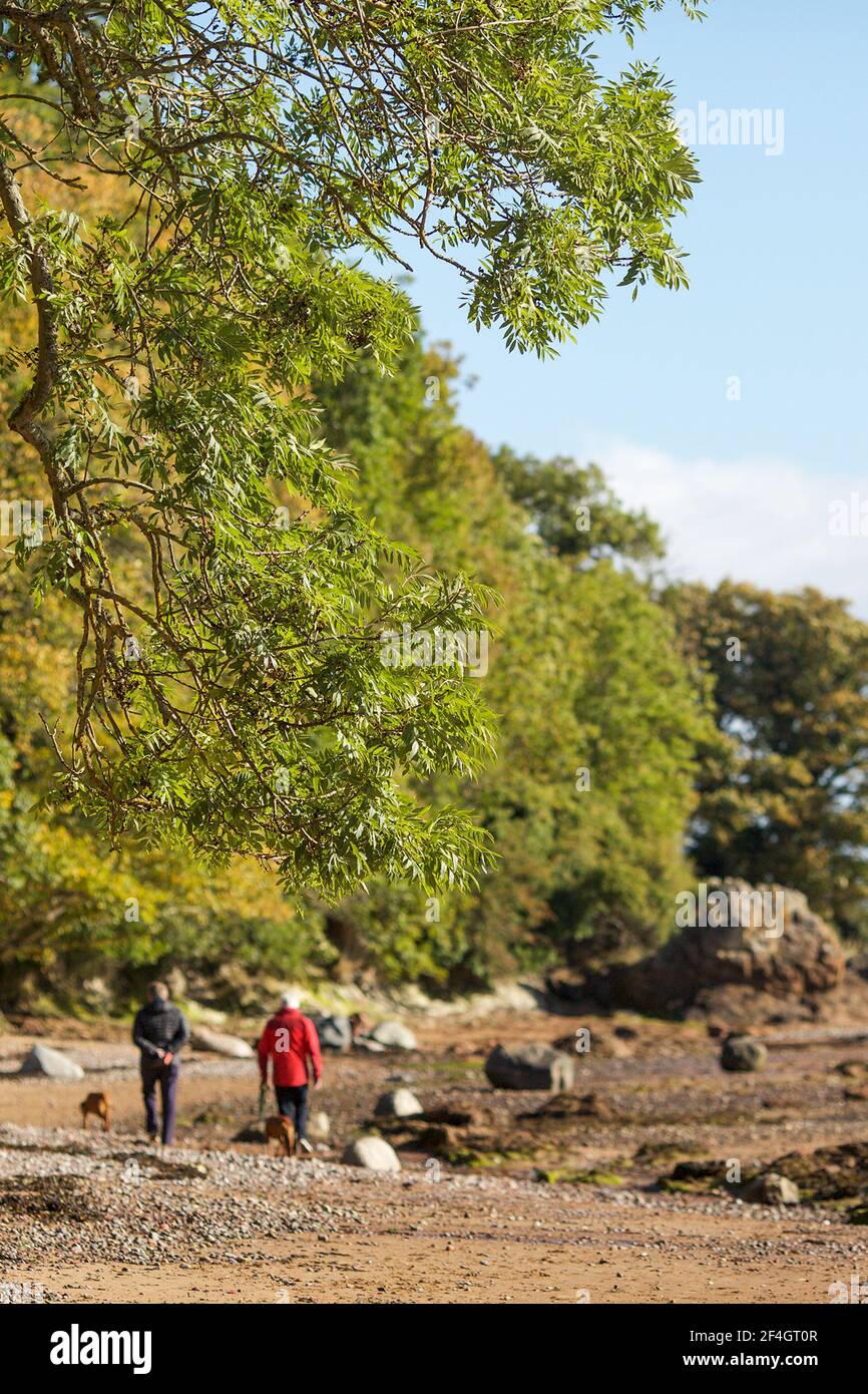 Zwei Männer und ein ungarischer Vizsla gehen am Rosemarkie Beach, Festung, Schottland Stockfoto