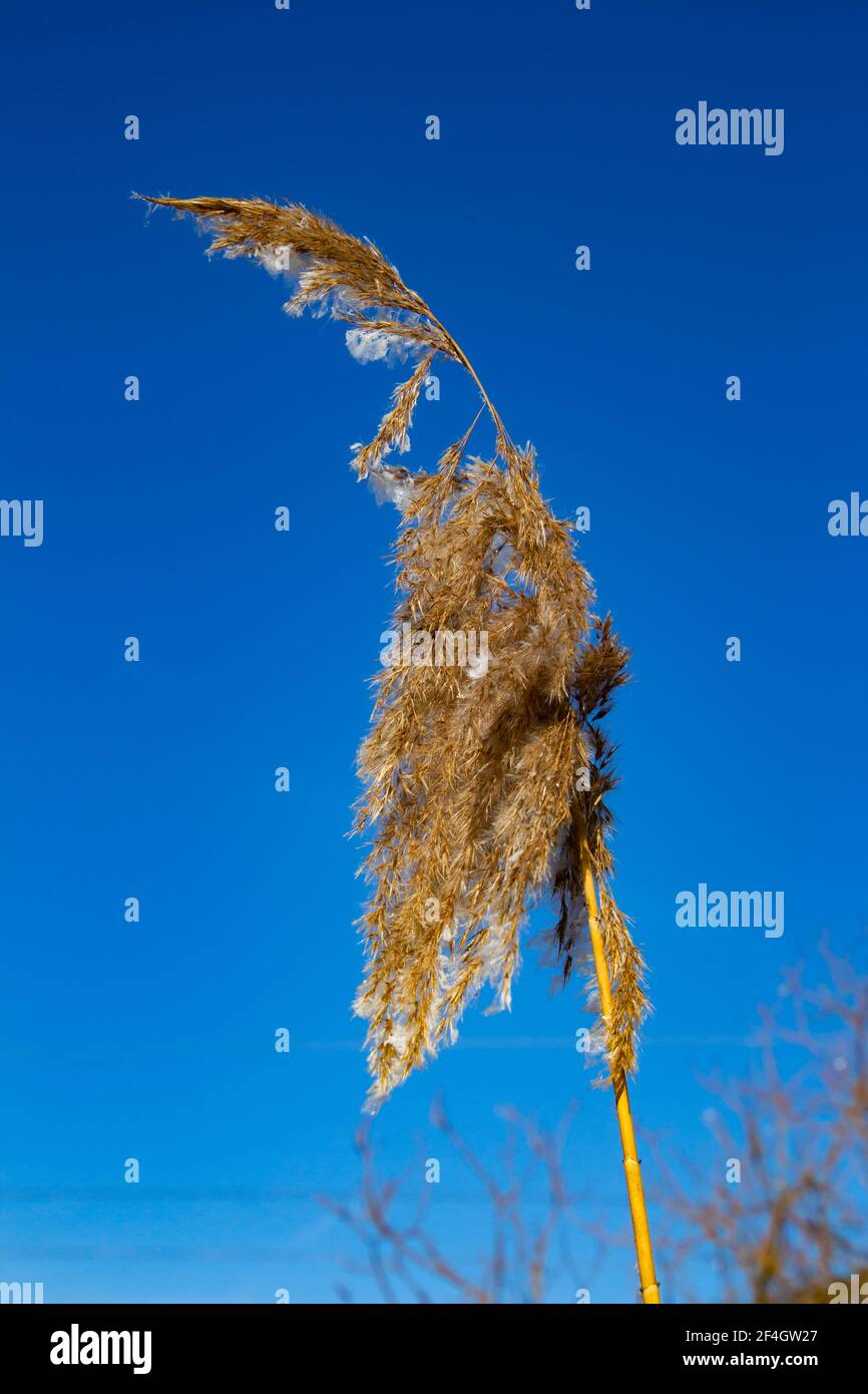 Im Winter ist das Schilfgras mit Eiskristallen bedeckt Stockfoto