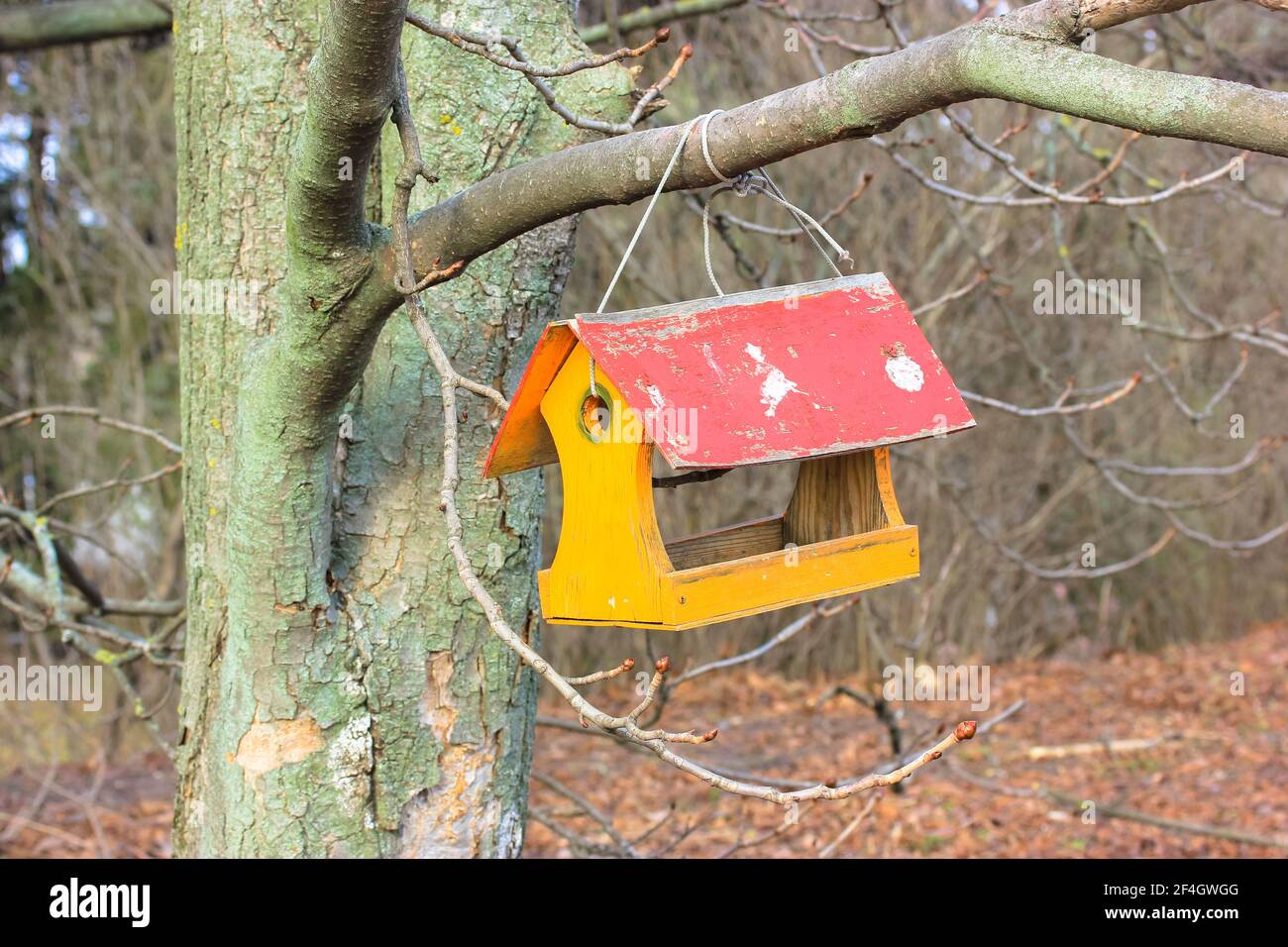 Baumhaus zum Füttern von Vögeln. Gelbe und rote Vogelfutterhäuschen aus Holz, die an einem blattlosen Baumzweig im Herbst oder Frühling an einem sonnigen Tag hängen. Kastanienbaum Stockfoto