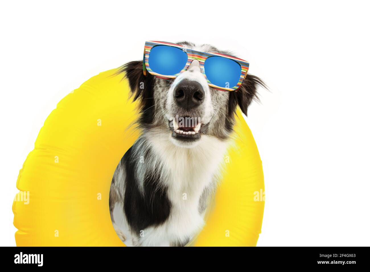 Hund Sommer auf Urlaub in der gelben aufblasbaren Pool und tragen Sonnenbrille. Fröhlicher Ausdruck. Isoliert auf weißem Hintergrund. Stockfoto