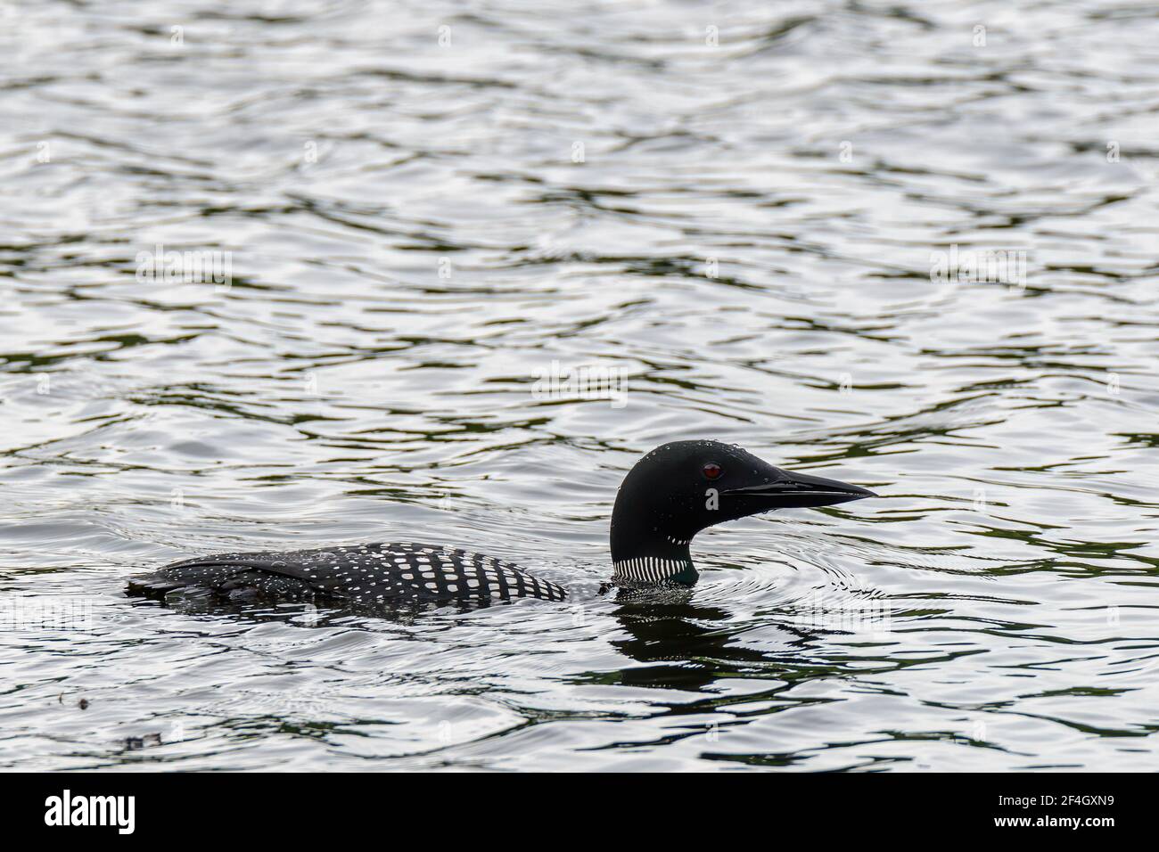 Ein gemeinsamer Loon (Gavia immer), der in einem See schwimmend ist. Er schwimmend nach rechts. Nahaufnahme. Stockfoto