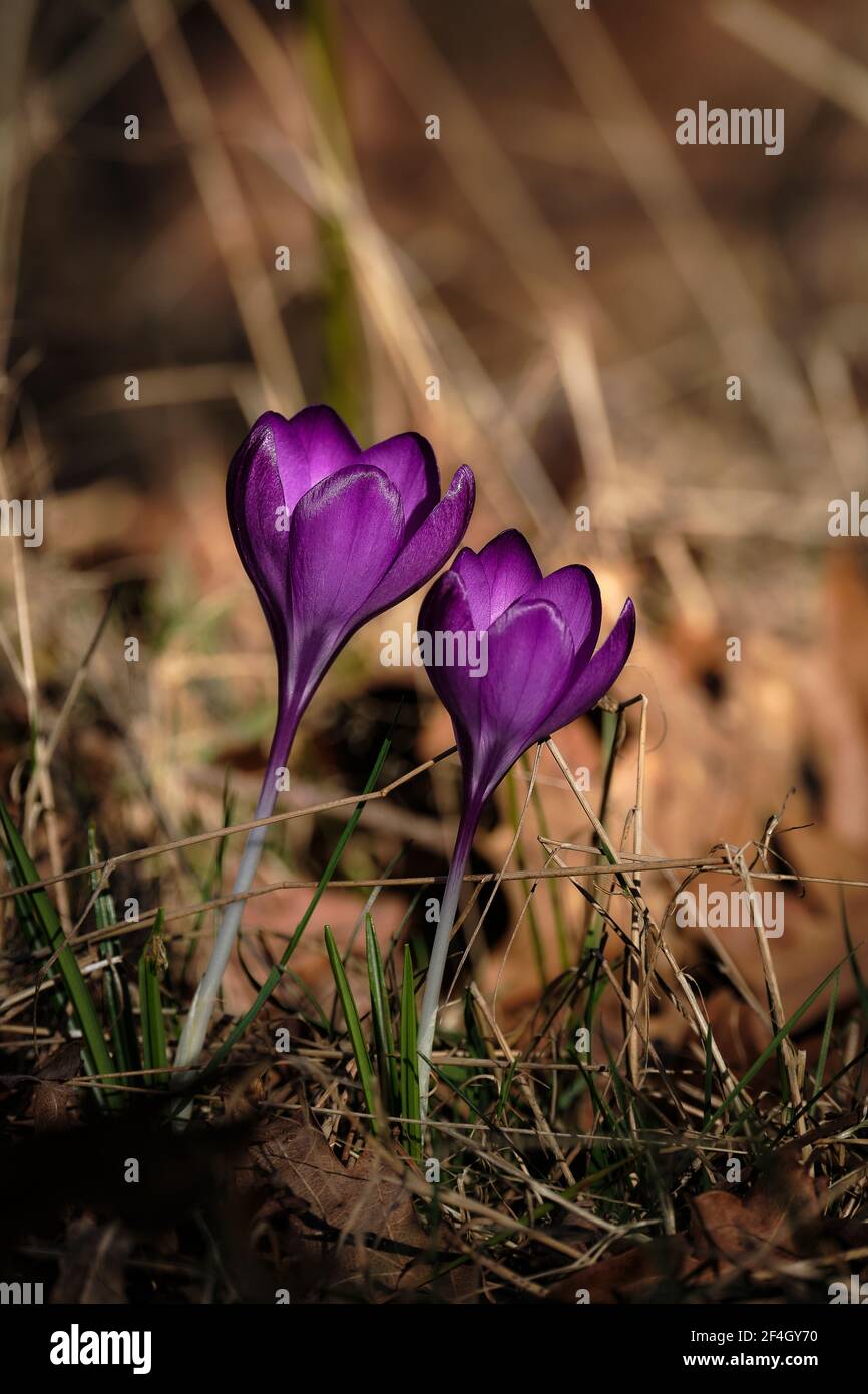 Wilder purpurner Krokus, das Symbol des Frühlings kommt. Krokusse blühen in ihrer natürlichen Umgebung im Wald. Crocus heuffelianus. Die Staubgefäße von Stockfoto