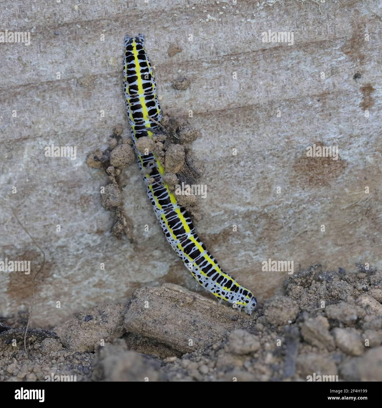 Toadflax Brocade Raupenbau Puppen sammeln Puppen Material Stockfoto