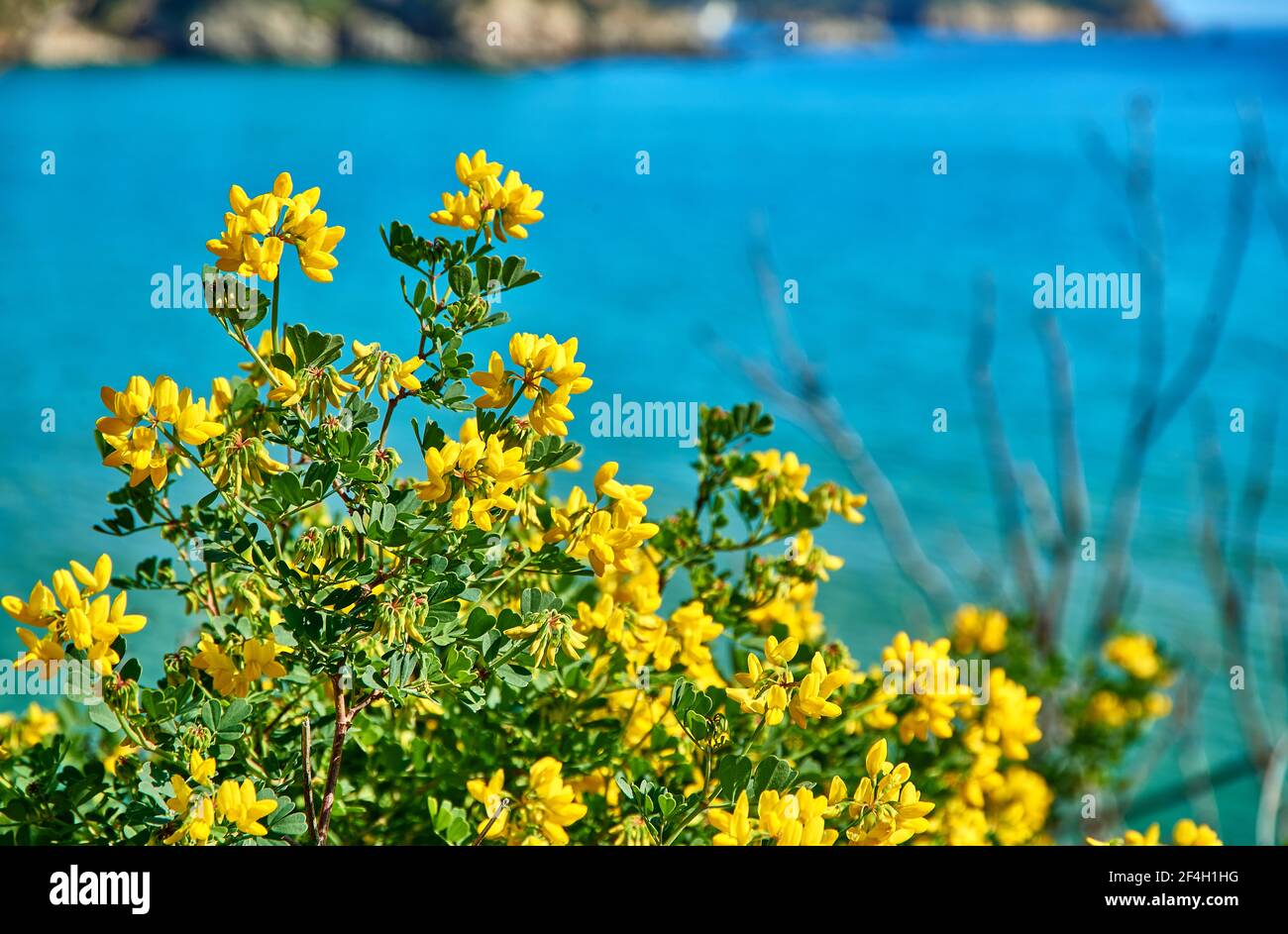 Gelbe Naturpflanzen am Ufer der Küstenlandschaft. Detail von Blütenblättern und Blumen in der Vegetation der Mittelmeerküste Stockfoto