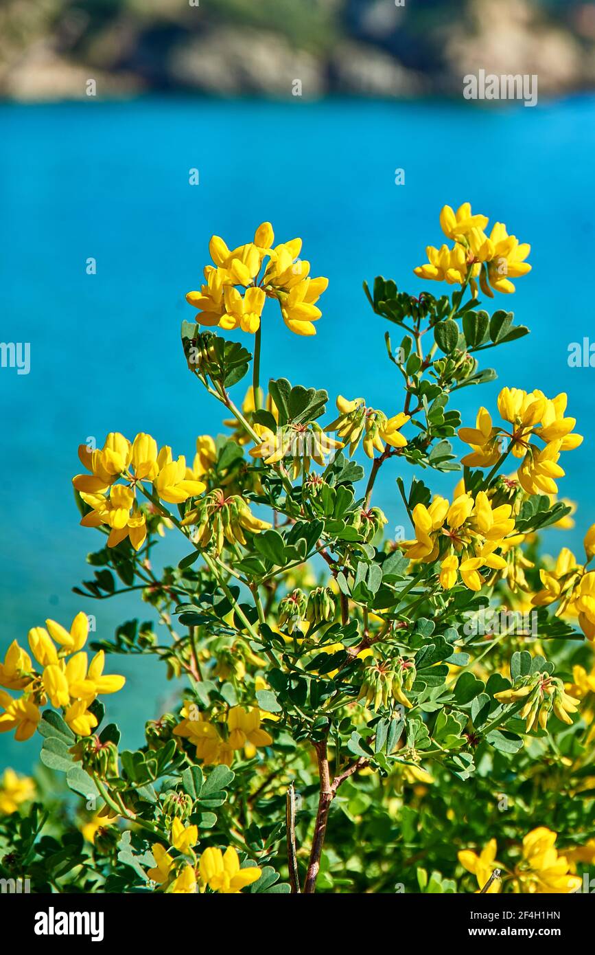 Gelbe Naturpflanzen am Ufer der Küstenlandschaft. Detail von Blütenblättern und Blumen in der Vegetation der Mittelmeerküste Stockfoto