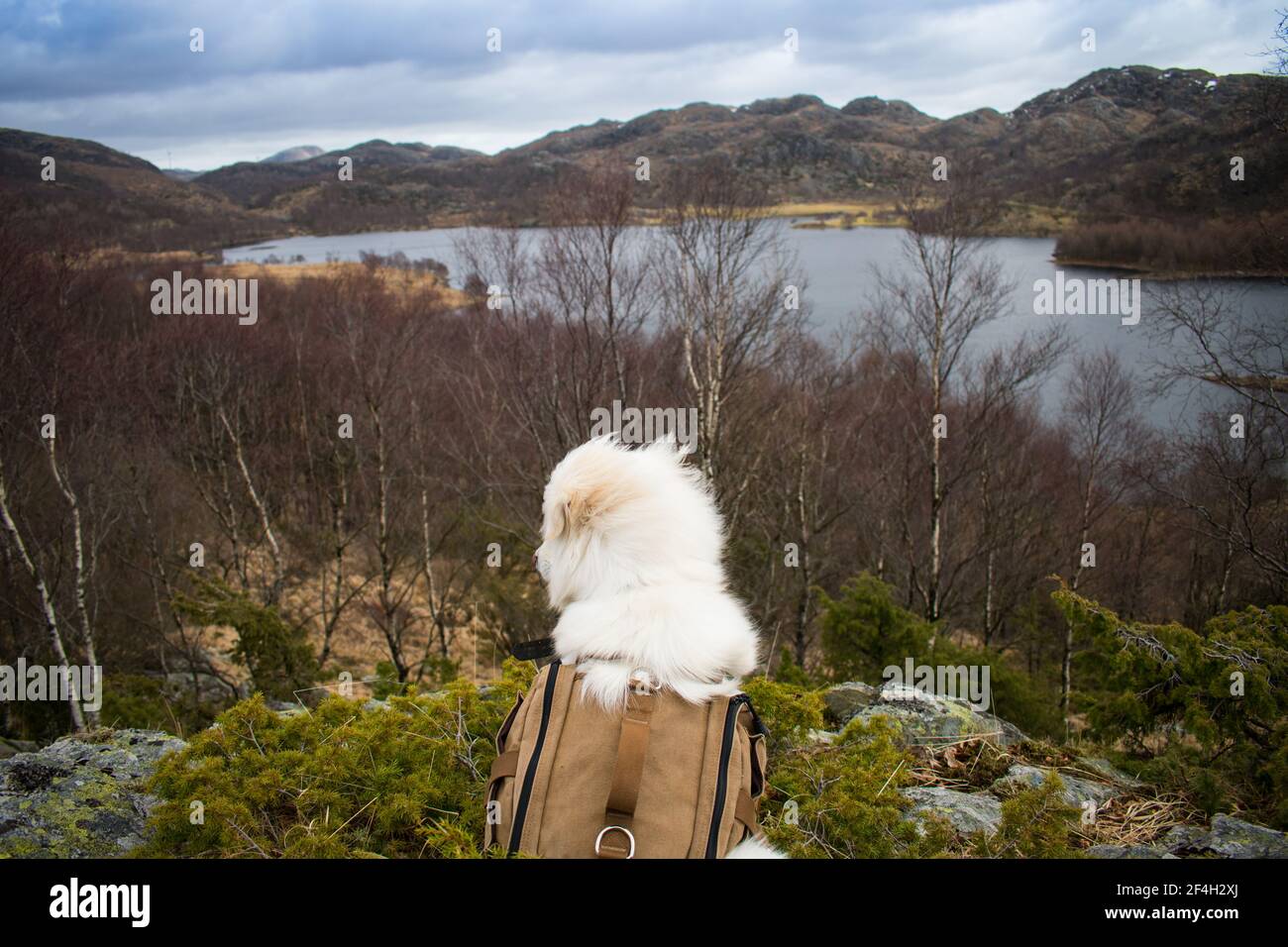 Hundewanderung mit Rucksack in den Bergen Norwegens mit Blick auf den schönen See. Wandern mit Hunden. Stockfoto