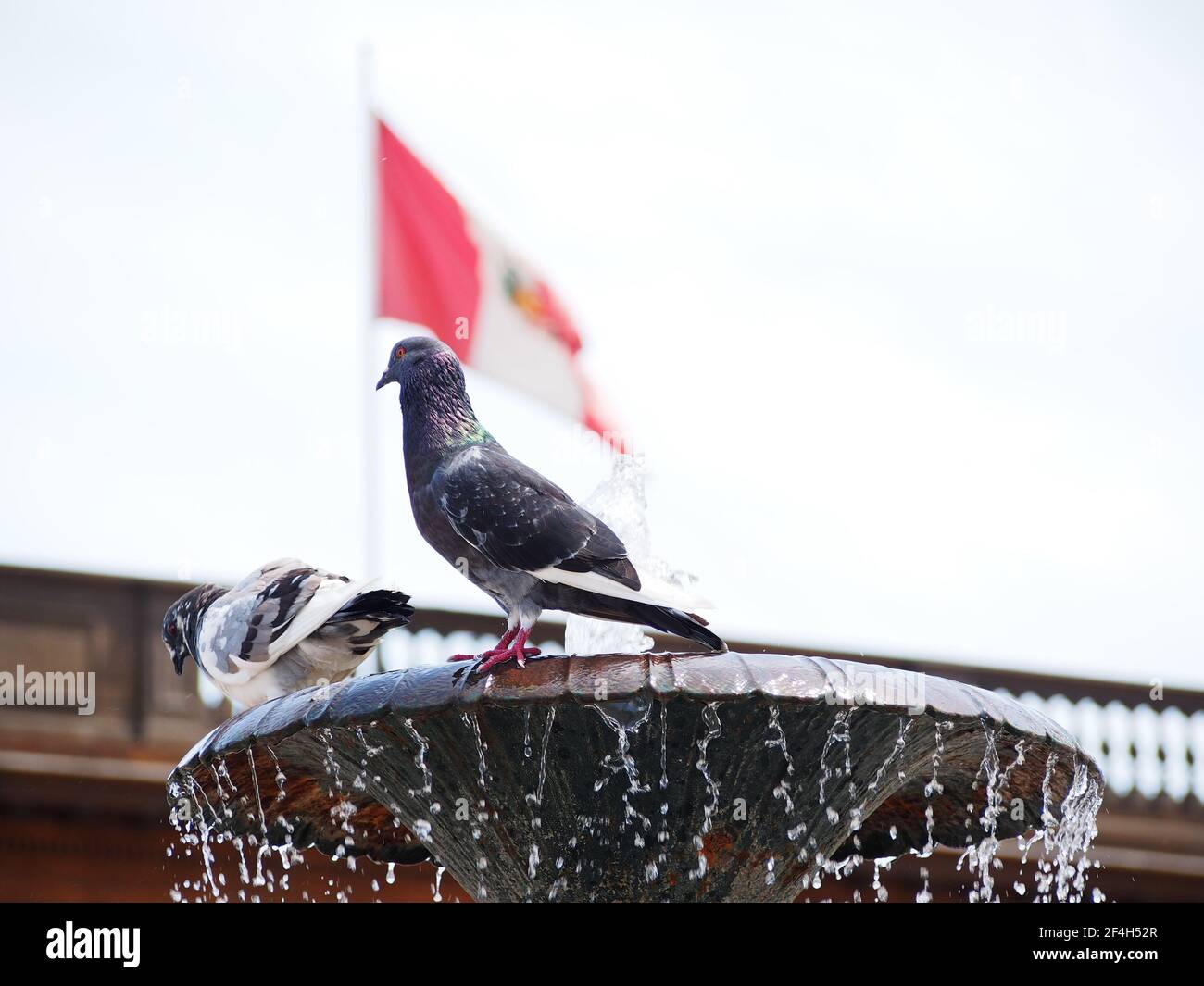 Tauben auf einem Pool vor der peruanischen Flagge. Die Parlamentswahlen in Peru finden am 11th. April statt. Stockfoto