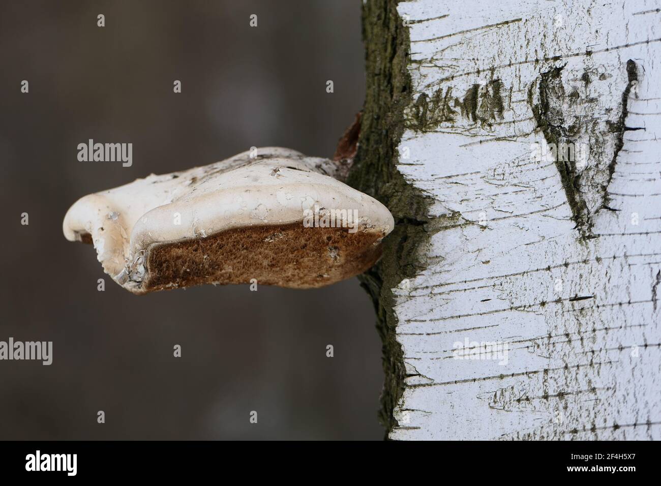 Der Chaga Pilz ist groß auf dem Stamm des Baumes. Die Textur des Birkenstamms. Nahaufnahme. Stockfoto