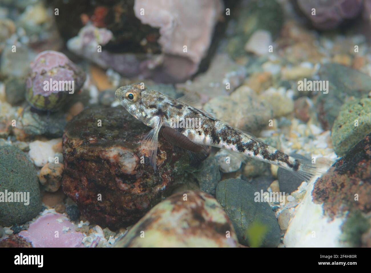 Ein gemalter Stachel (Pomatoschistus pictus), der auf einem steinigen Meeresboden ruht. Stockfoto