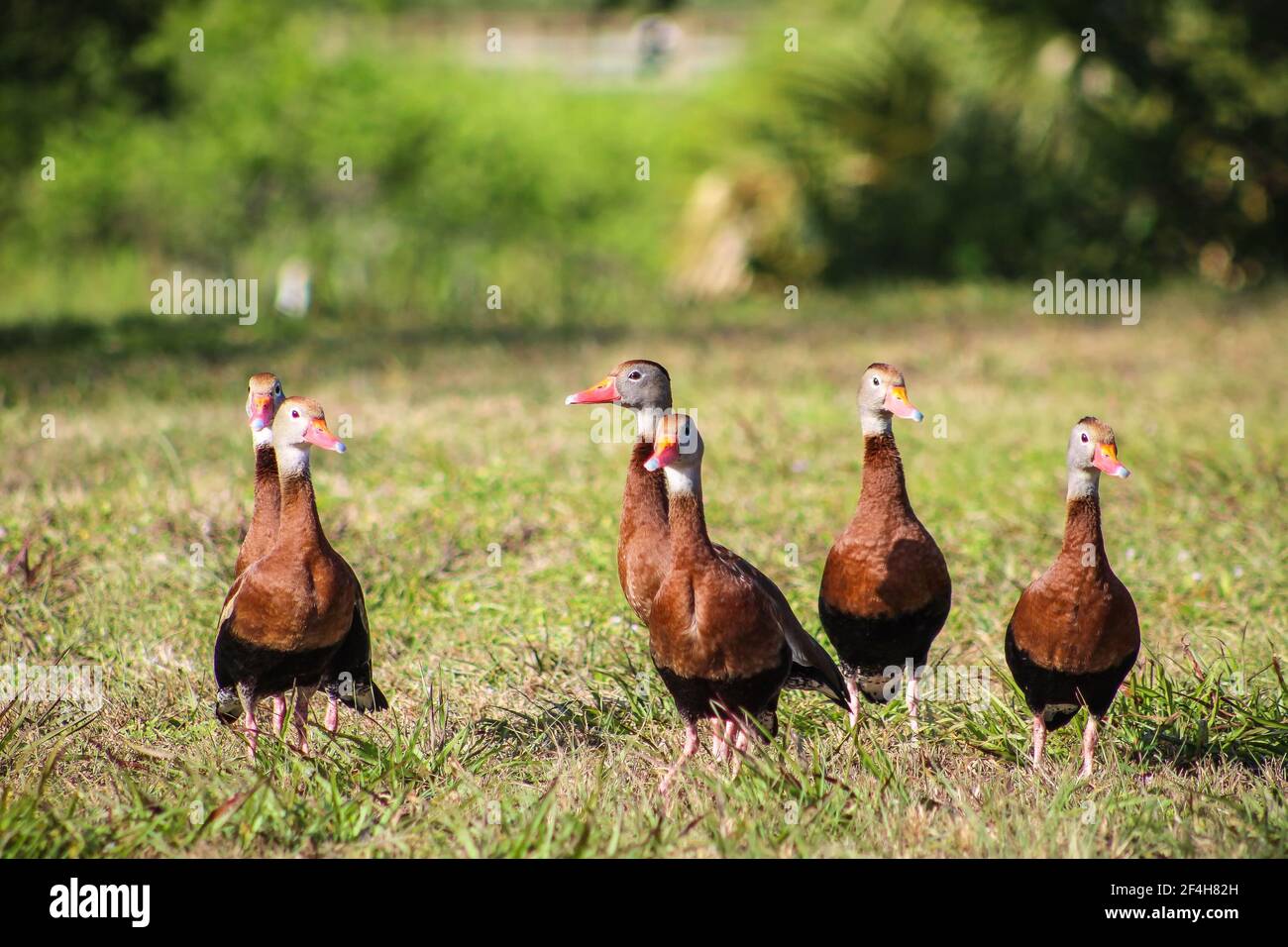 Schwarzbauchige pfeifende Enten auf dem Gras Stockfoto