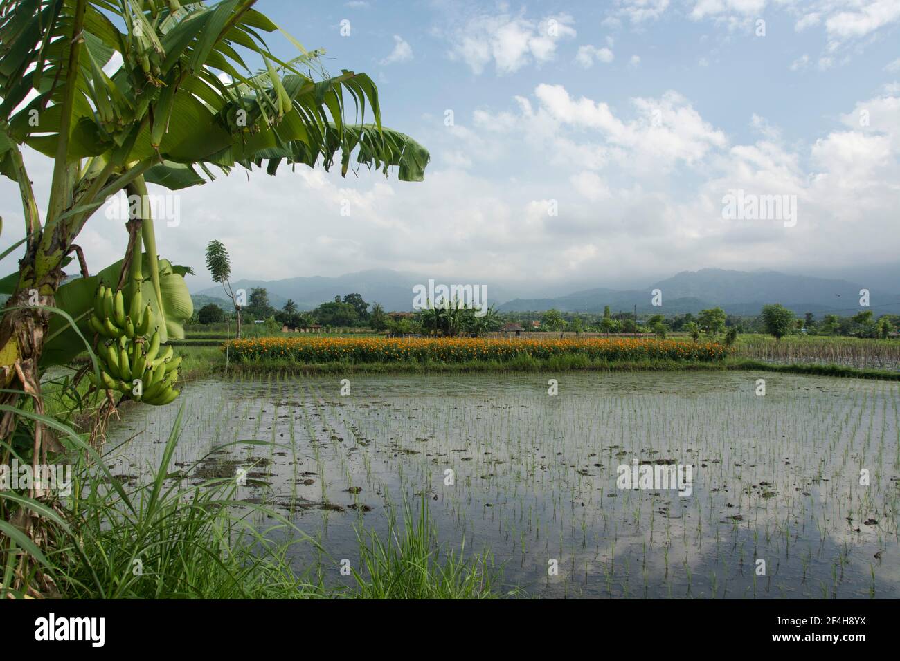 Reisfeld im Norden Balis Stockfoto