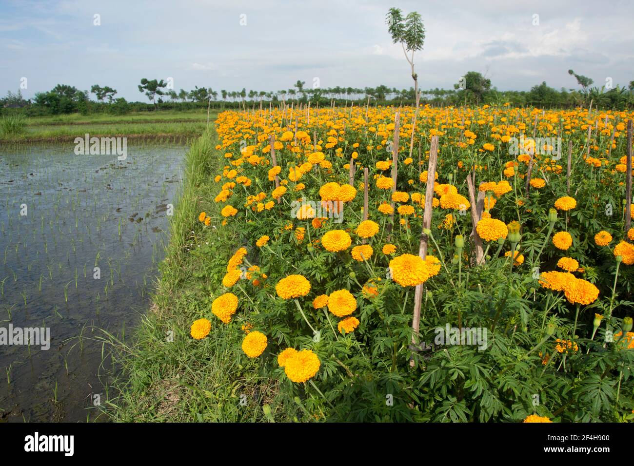 Blumenfeld im Norden Balis Stockfoto