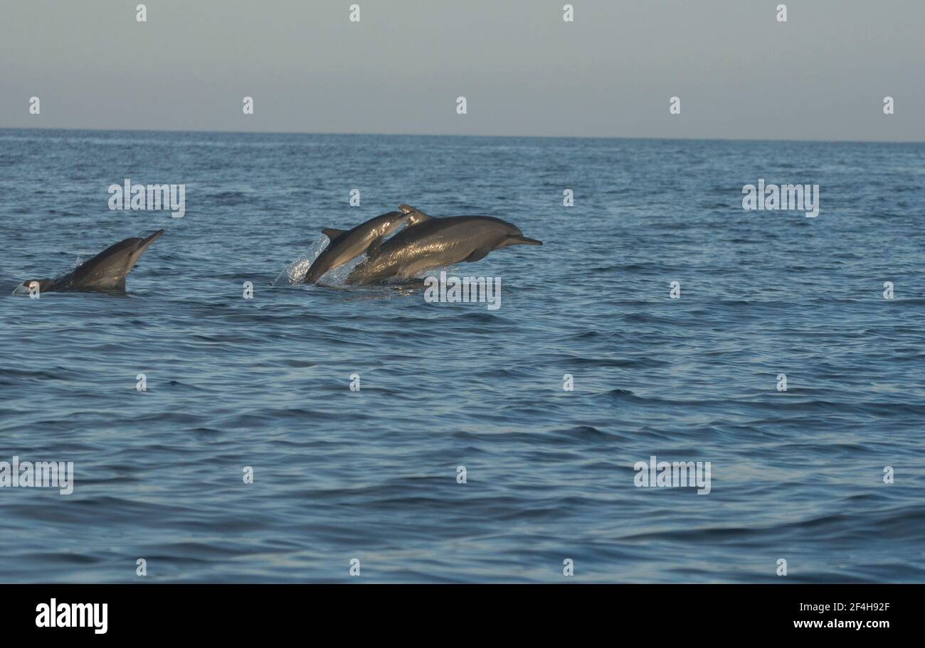 Delfine beaachteten, die grosse Attaktion am Strand von Pantai Lovina im Norden Balis Stockfoto