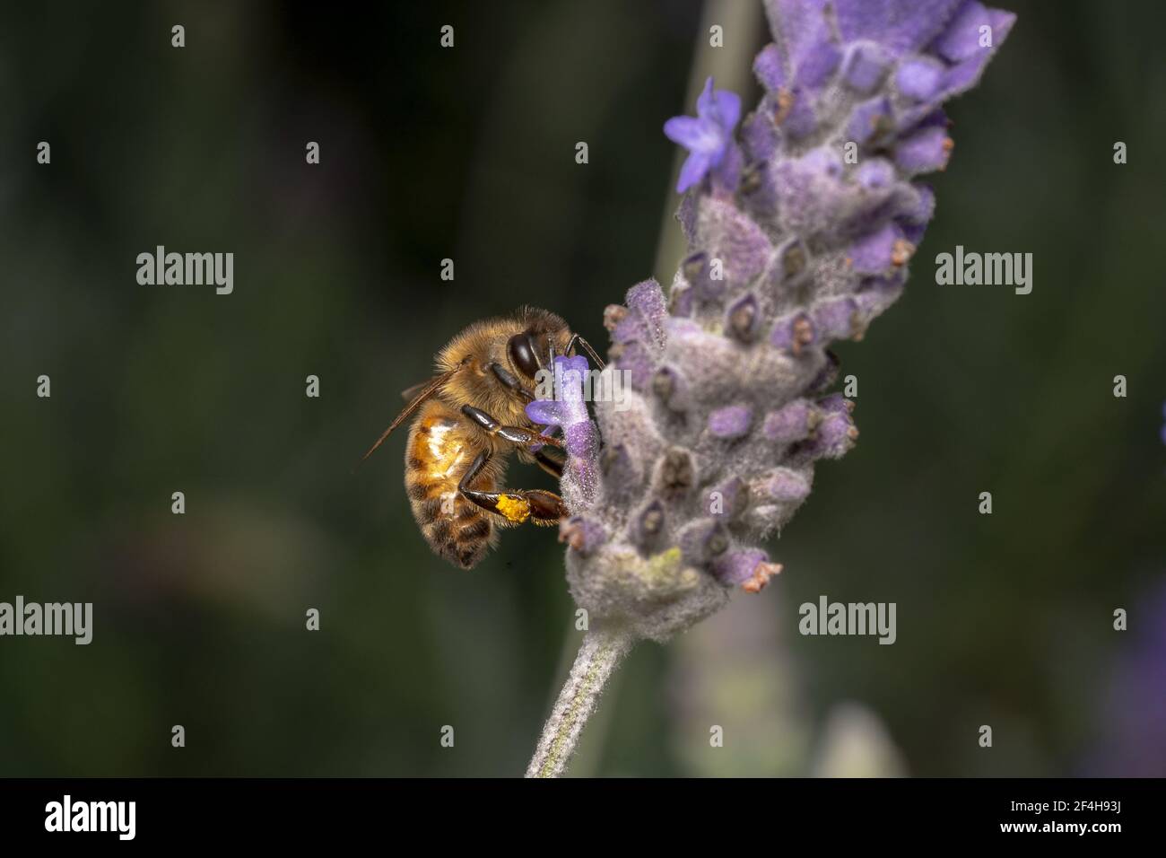 Honigbiene sammelt Pollen auf dem Bein Stockfoto