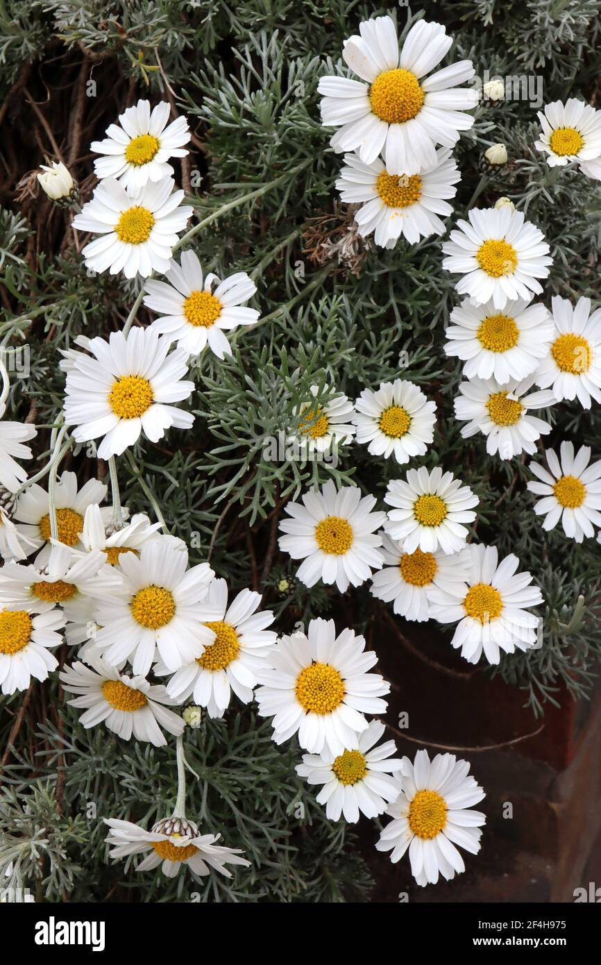 Argyranthemum frutescens ‘Pure White Butterfly’ Marguerite – weiße Gänseblümchen-ähnliche Blüten mit gelbem Zentrum, März, England, Großbritannien Stockfoto