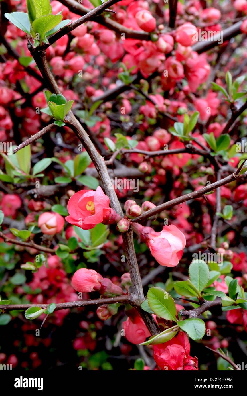 Chaenomeles x superba ‘Pink Lady‘ Japanische Quitte Pink Lady – Trauben rosarote, einschalige Blüten, grüne Blätter, März, England, UK Stockfoto