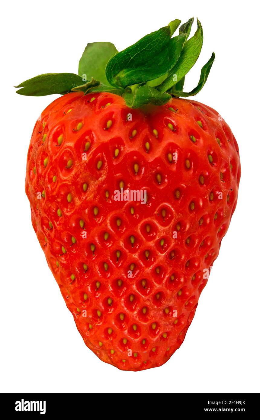 Isolierte frische organische ganze Erdbeere auf EINEM weißen Hintergrund Stockfoto
