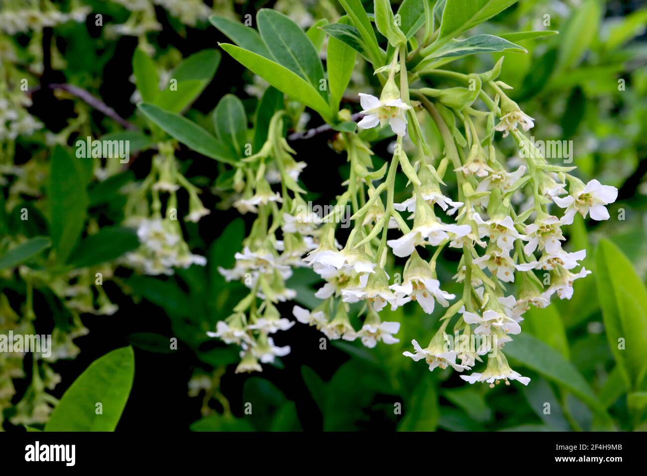 Oemleria cerasiformis Oso Beere / Osoberry – Trauben hängender weißer Blüten, März, England, Großbritannien Stockfoto